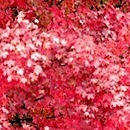 Світлана Заяць фотография #31 (источник - https://vk.com/id14602395)