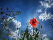 Zelim Debi фотография #31 (источник - https://vk.com/id2827237)