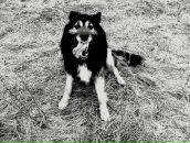 Володимир Новіцький фотография #25 (источник - https://vk.com/id19486615)