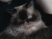 Фотография Коломичев Роман