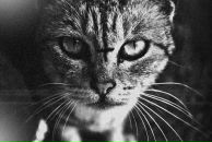 Her Holiday фотография #1