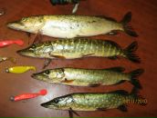 Сергій Демидюк фотография #7 (источник - https://vk.com/id19099281)