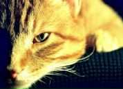 Фотография Шалыгина Дмитрия