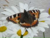 Фотография Стениной Марины