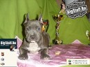 Tayson Pitbul=jermani фотография #3 (источник - https://vk.com/id70604395)