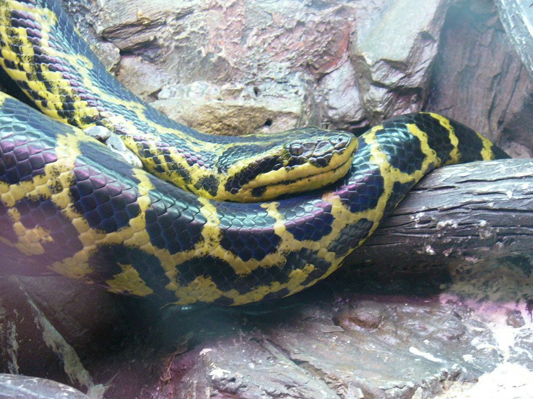 Антон Черкасов фотография #45