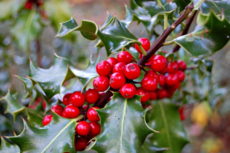 Alexandra Bud фотография #7