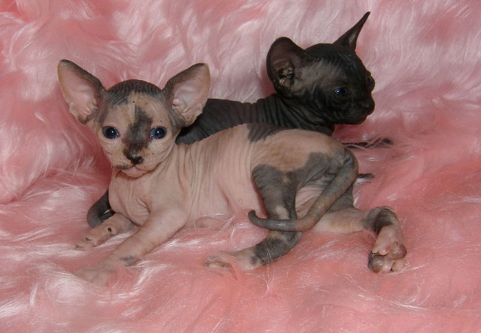 Анна Ли фотография #24