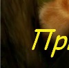 Андрій Новосад фотография #26 (источник - https://vk.com/id156013215)