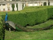 Андрій Шрамл фотография #43 (источник - https://vk.com/id9726015)