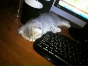 Фотография Коржа Глеба