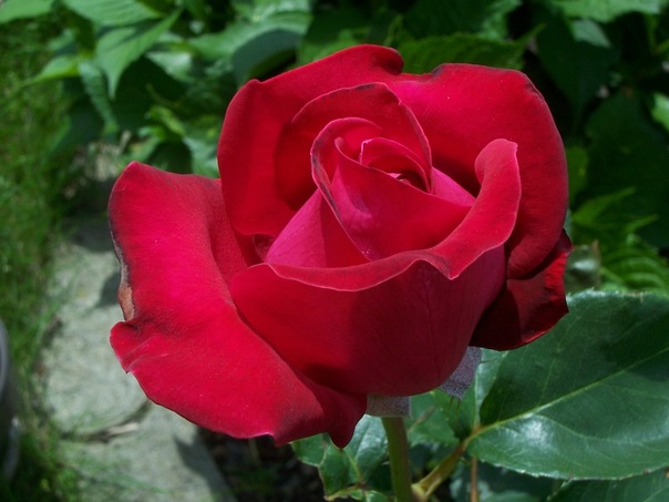 Olga Oconnell фото №26