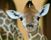 Фотография Покатович Татьяны