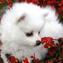 Аліночка Гринішак фотография #20 (источник - https://vk.com/id151642464)