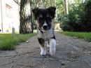 Олена Червінко фотография #4 (источник - https://vk.com/id125038638)