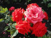 Фотография Нуртдиновой Лейсан