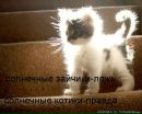 Кіцьона Зайка фотография #7 (источник - https://vk.com/id158305916)