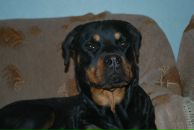 Максим Романад фотография #31 (источник - https://vk.com/id29090474)