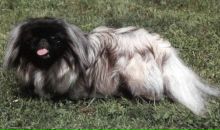 Max Im фотография #31 (источник - https://vk.com/id153603)