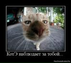 Антон Степанов фотография #46 (источник - https://vk.com/id628018)