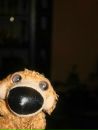 Doggy Sad фотография #15 (источник - https://vk.com/id142165849)