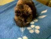 Ліда Omeltchouk фотография #23 (источник - https://vk.com/id19173680)