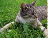 Jeļena Mistere фотография #1