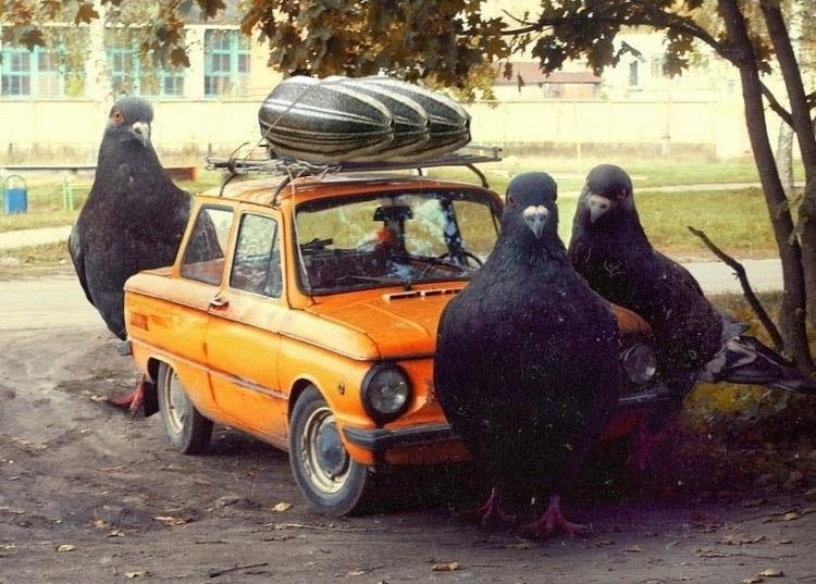 Иди Домой фотография #39