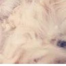 Вікторія Попадинець фотография #38 (источник - https://vk.com/id141806600)