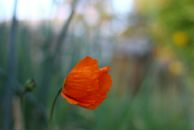 Фотография Wildflower Di