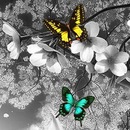 Вікі Бейба фотография #1