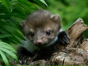 Фотография Сибгатуллина Айрата