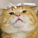 Фотография Moonlight Mariya