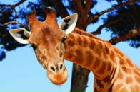 Фотография Выговской Веры