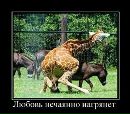 Віталік Чижов фотография #8 (источник - https://vk.com/id161865783)