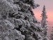 Елена Николаева фотография #14 (источник - https://vk.com/id160244419)