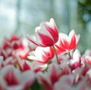 Марія Конопацька фотография #19 (источник - https://vk.com/id40481748)