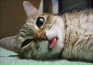 Фотография Королева Константина