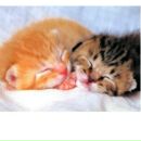 Маринка Погорільська фотография #7 (источник - https://vk.com/id90912151)