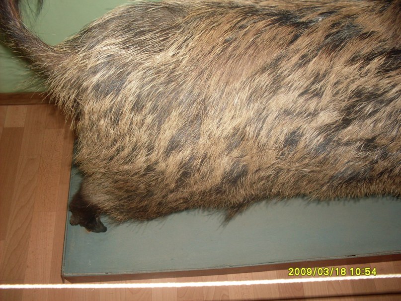 Дмитрий Белецкий фотография #46