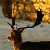 Каріна Сікорська фотография #20 (источник - https://vk.com/id154364347)