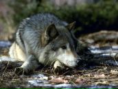 Фотография Богомолова Эдуарда