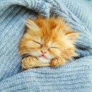 Ірина Сержантова фотография #21 (источник - https://vk.com/id43494093)