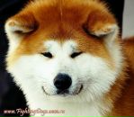 Ігор Сасс фотография #43 (источник - https://vk.com/id38224700)