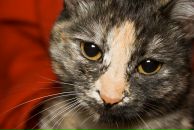 Фотография Короткова Дмитрия