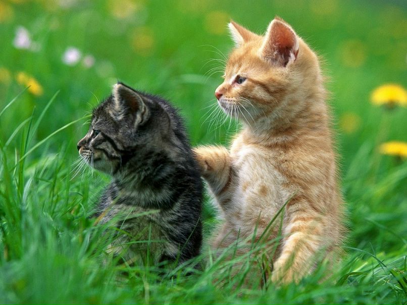 Сашка )) фотография #10