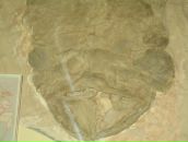 Фотография Преснякова Кирилла