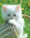 Іра Пенцак фотография #7 (источник - https://vk.com/id136330710)