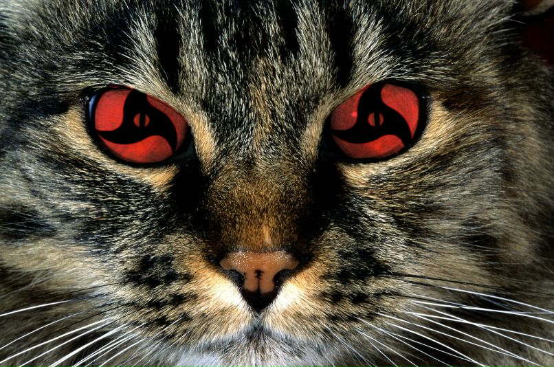 Тема Аниме фотография #7