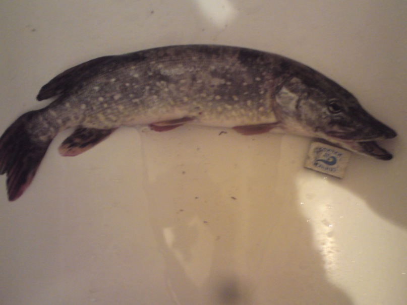 Maks Lebedev фотография #50